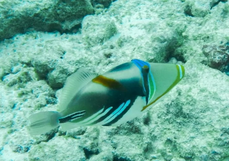 PICASSO TRIGGERFISH
