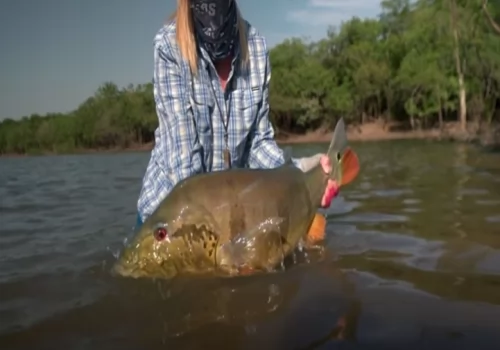 Giant Peacock Bass on fly - Akuani floating camp